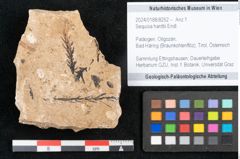 Foto (Objekt + Etikett) von Sequoia hardtii Endl. (NHMW-GEO-2024-0188-8252)